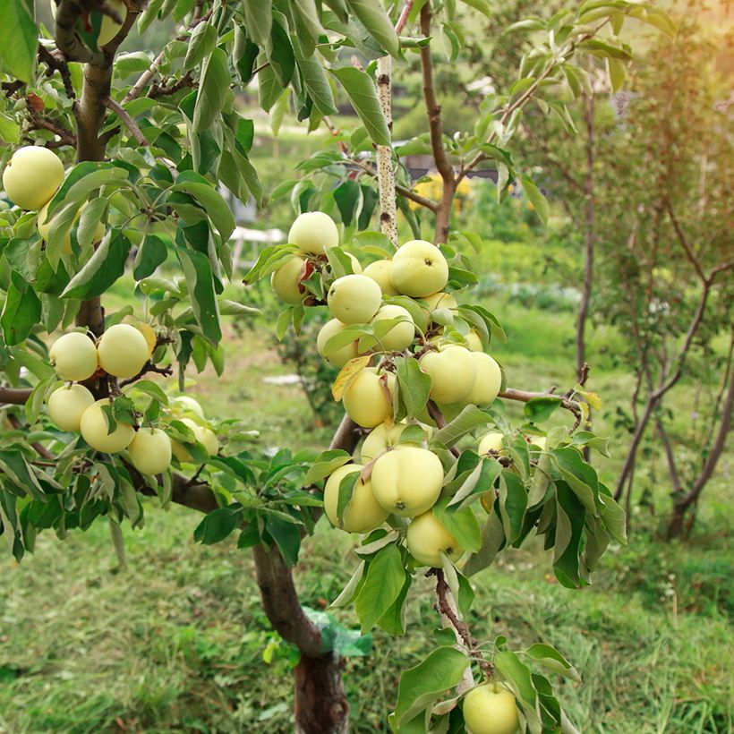 Organic Apple Tree Transparente Blanche - Malus domestica (Plant habit)