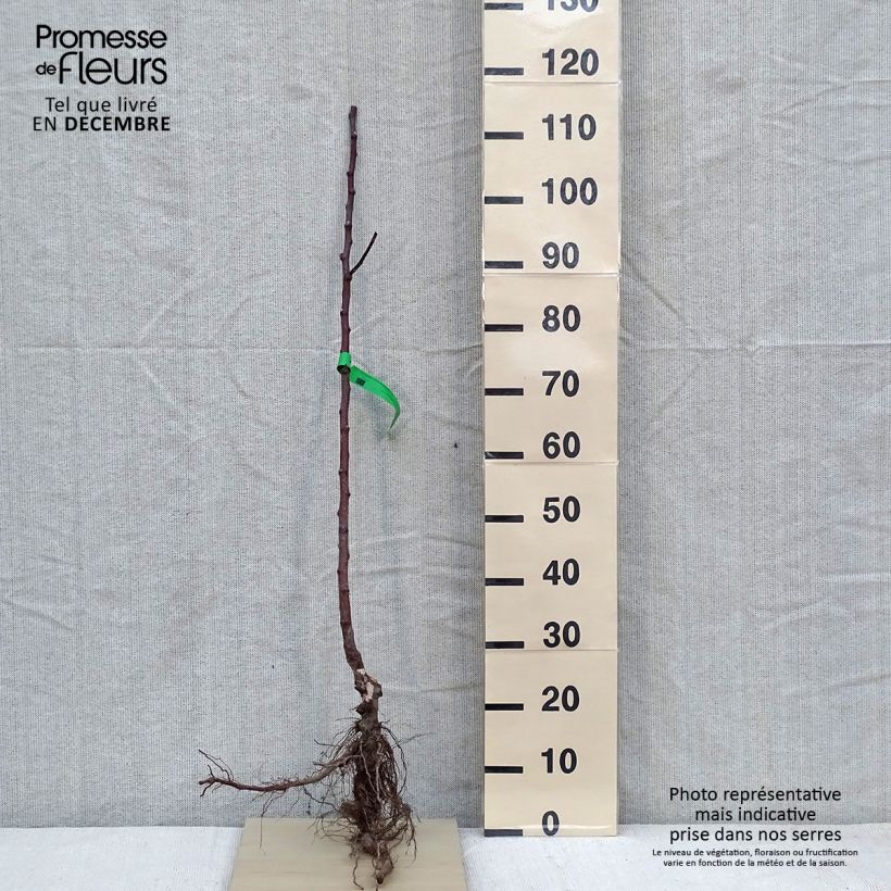 Organic Apple Tree Transparente de Croncels - Malus domestica Bare root, Scion sample as delivered in winter