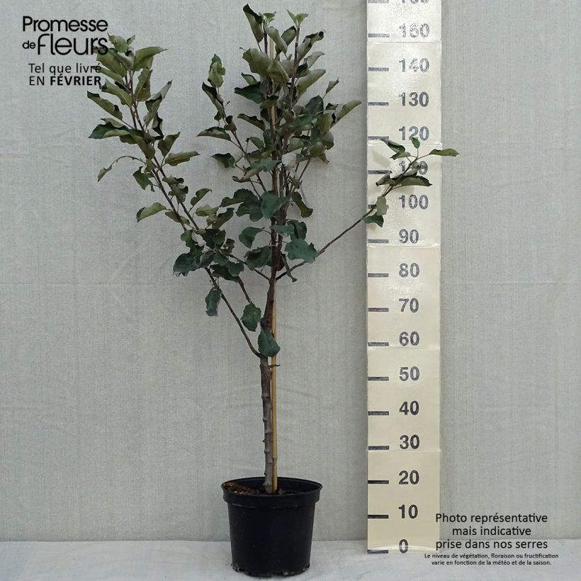 Apple Tree Transparente de Croncels - Malus domestica 7.5L/10L pot, Goblet sample as delivered in autumn