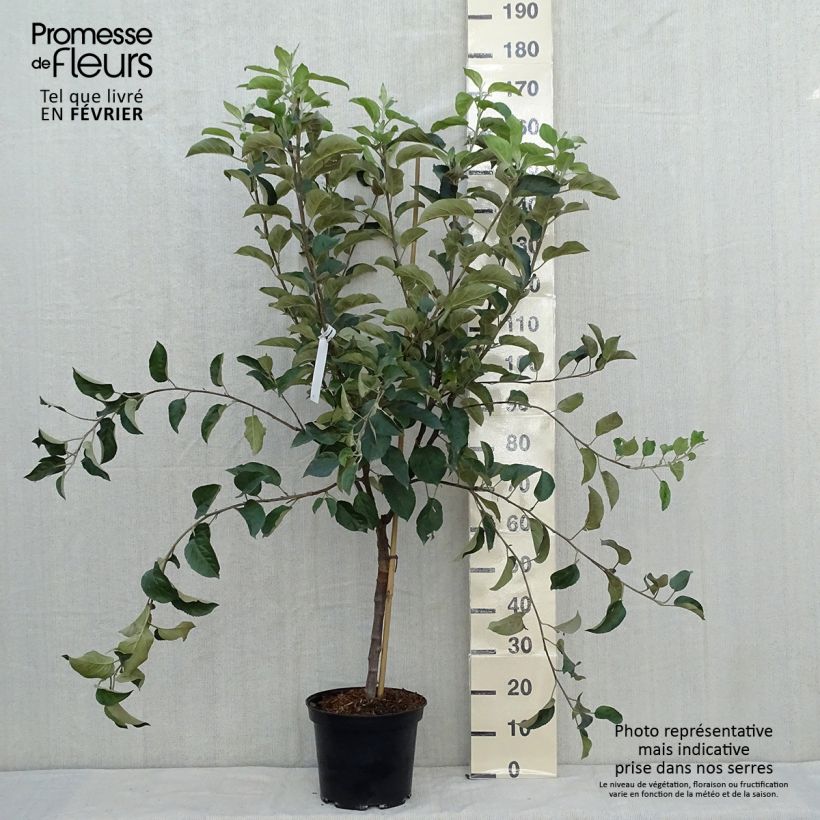 Apple Tree Winter Banana - Malus domestica 7.5L/10L pot, Goblet sample as delivered in autumn
