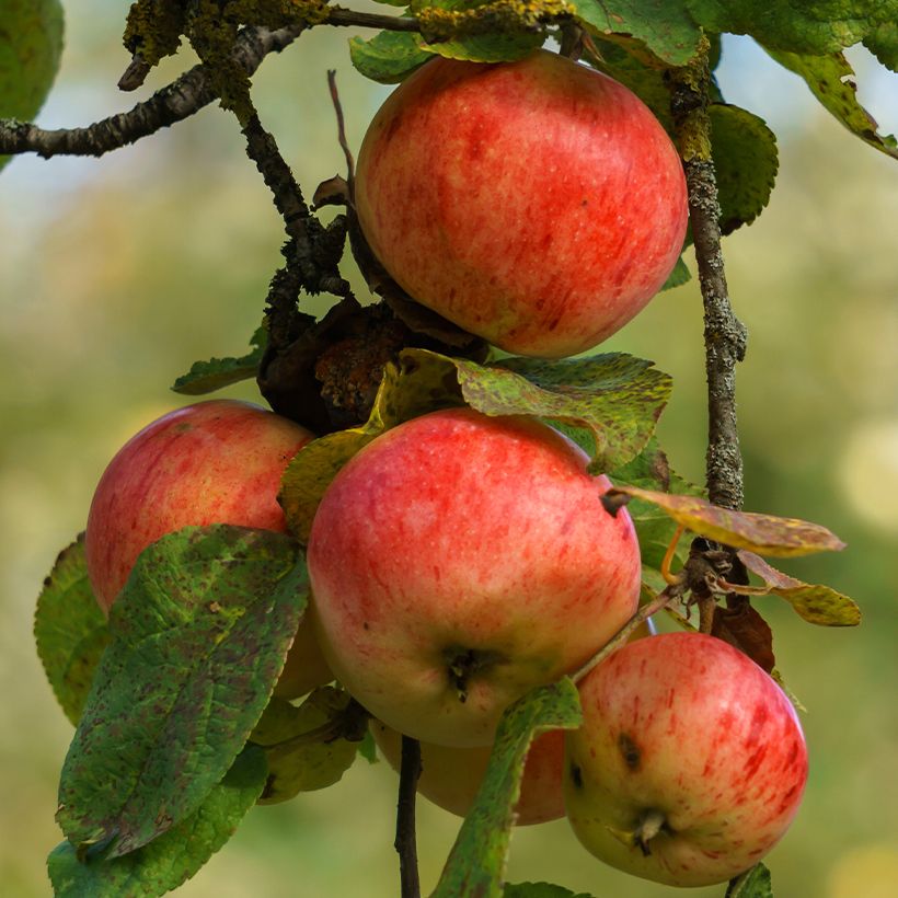 Cider Apple Tree Marie Ménard - Malus domestica (Harvest)