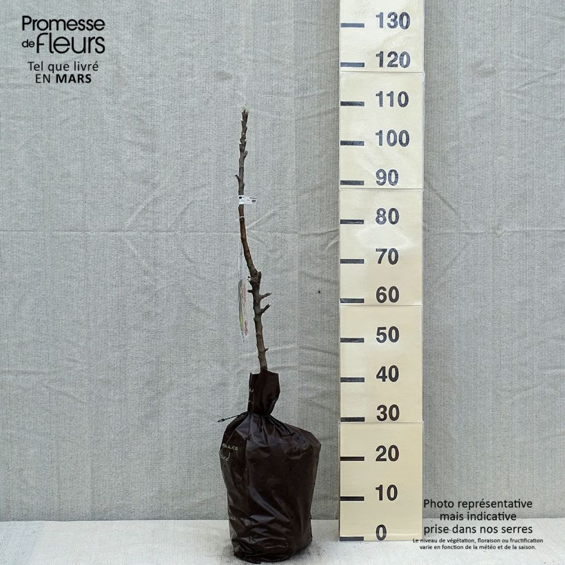 Columnar Apple Tree Amboise - Georges Delbard - Malus domestica Ready-to-plant root ball, Columnar sample as delivered in spring