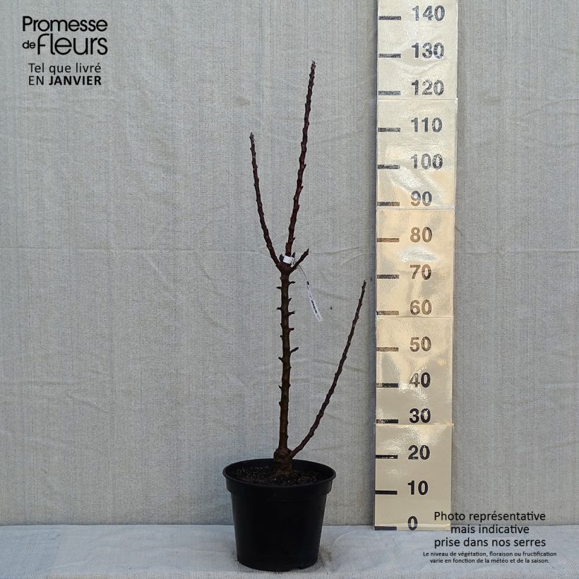 Columnar Apple Tree Ballerina Polka - Malus domestica 7.5L/10L pot, Columnar sample as delivered in winter