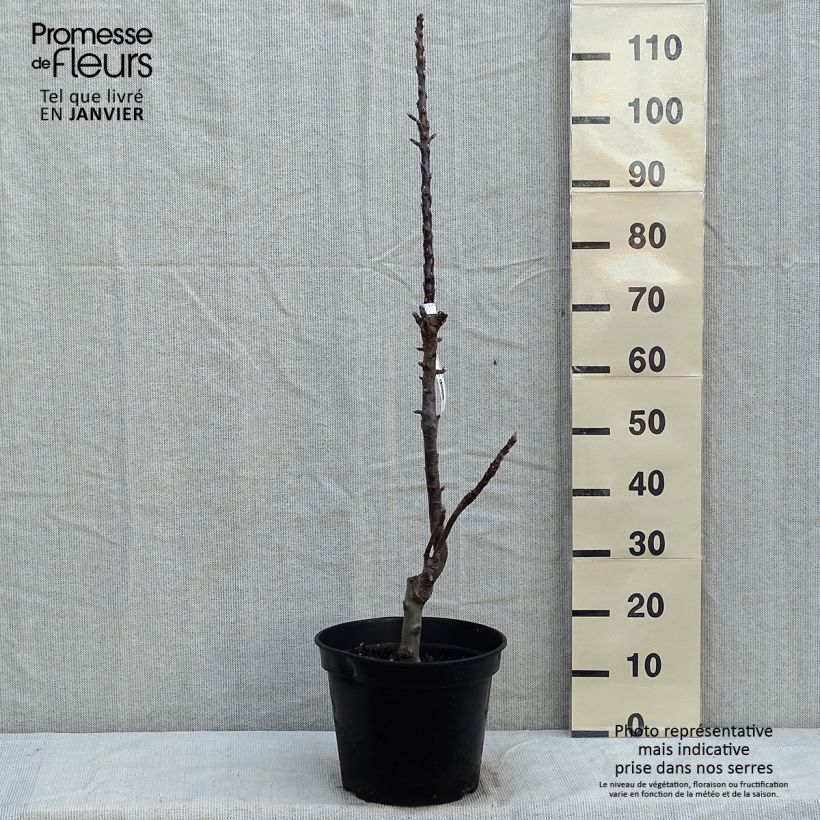 Columnar Apple Tree Ballerina Waltz - Malus domestica 7.5L/10L pot, Columnar sample as delivered in winter