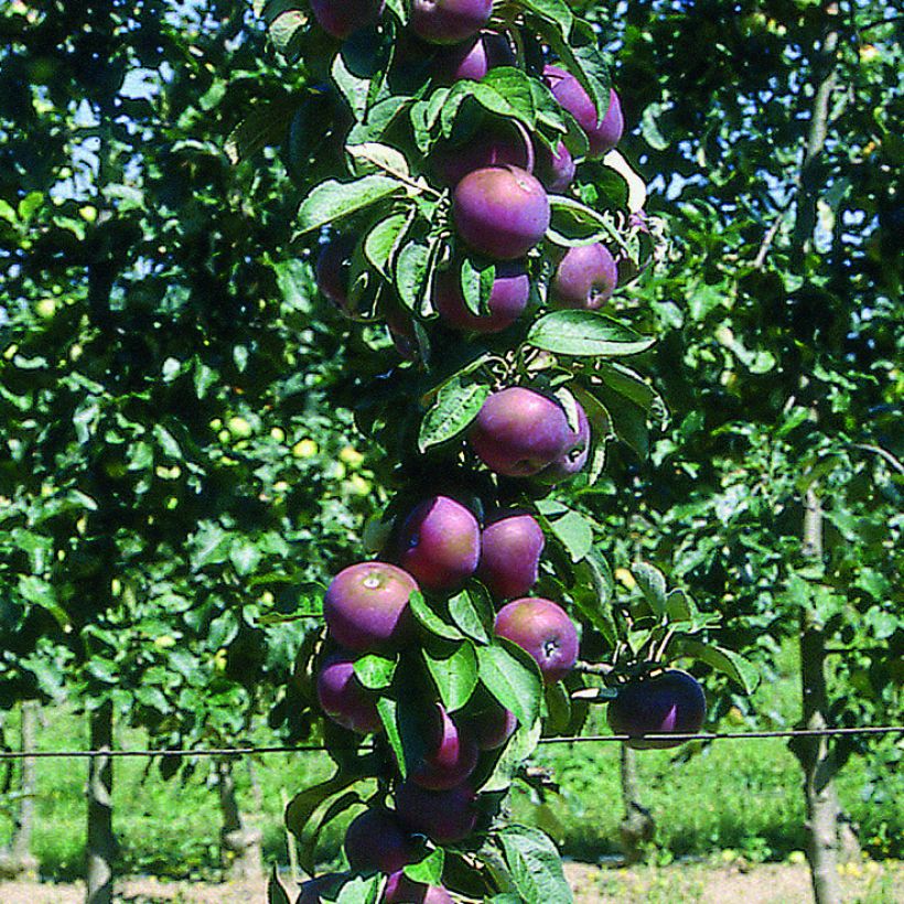Columnar Apple Tree Chinon - Georges Delbard (Harvest)