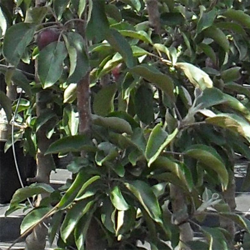 Columnar Apple Tree Pomfital - Malus domestica (Foliage)