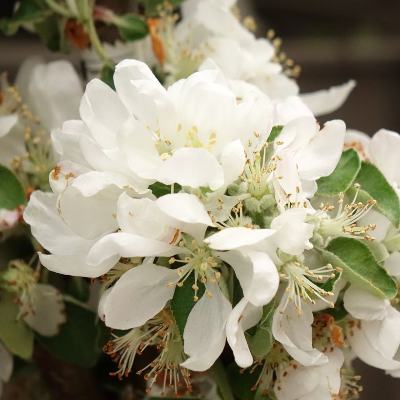Columnar Apple Tree Villandry - Georges Delbard (Flowering)