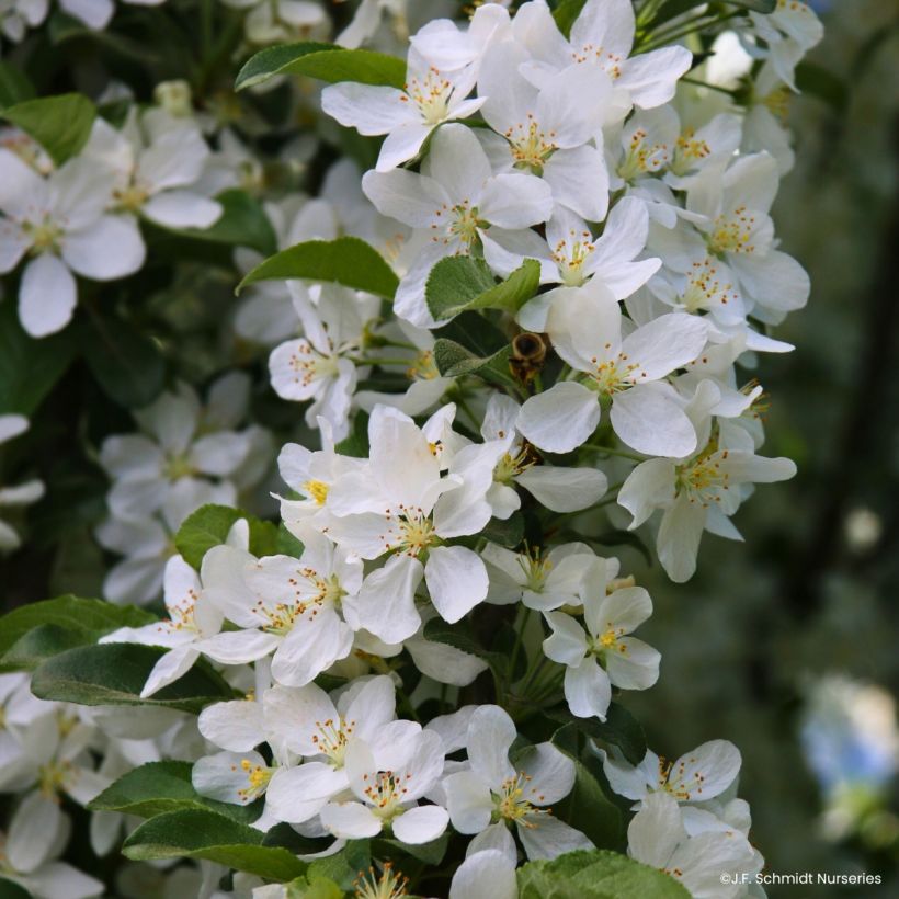 Malus Ivory Spear - Crab Apple (Flowering)