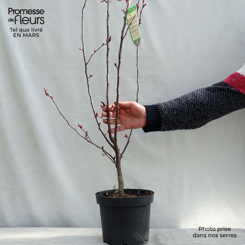 Malus hybrida Liset - Crab Apple 7.5L/10L pot sample as delivered in spring