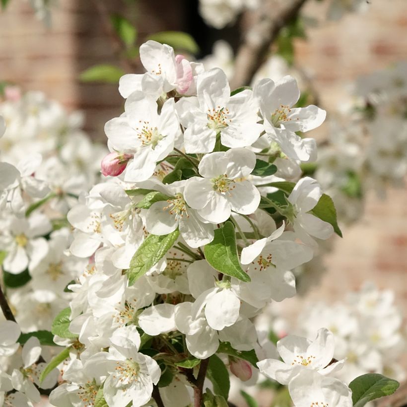 Malus Evereste - Crab Apple (Flowering)