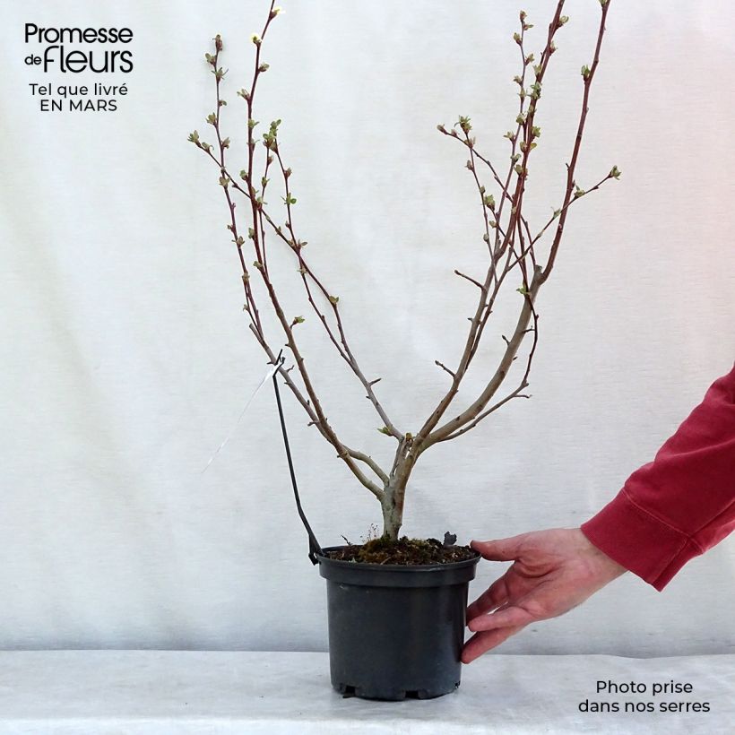 Malus Evereste - Crab Apple 3L/4L pot sample as delivered in winter