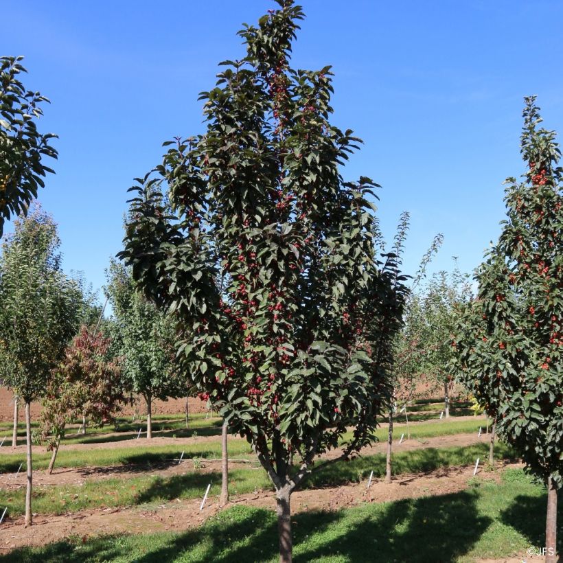 Malus Raspberry Spear® - Crab Apple (Plant habit)