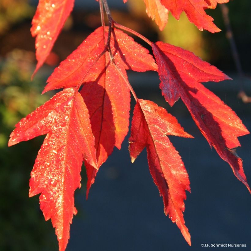 Malus Royal  Raindrops - Crab Apple (Foliage)