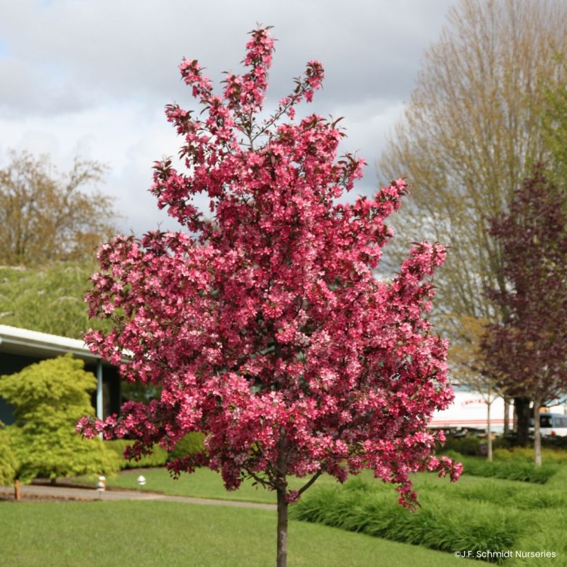 Malus Royal  Raindrops - Crab Apple (Plant habit)
