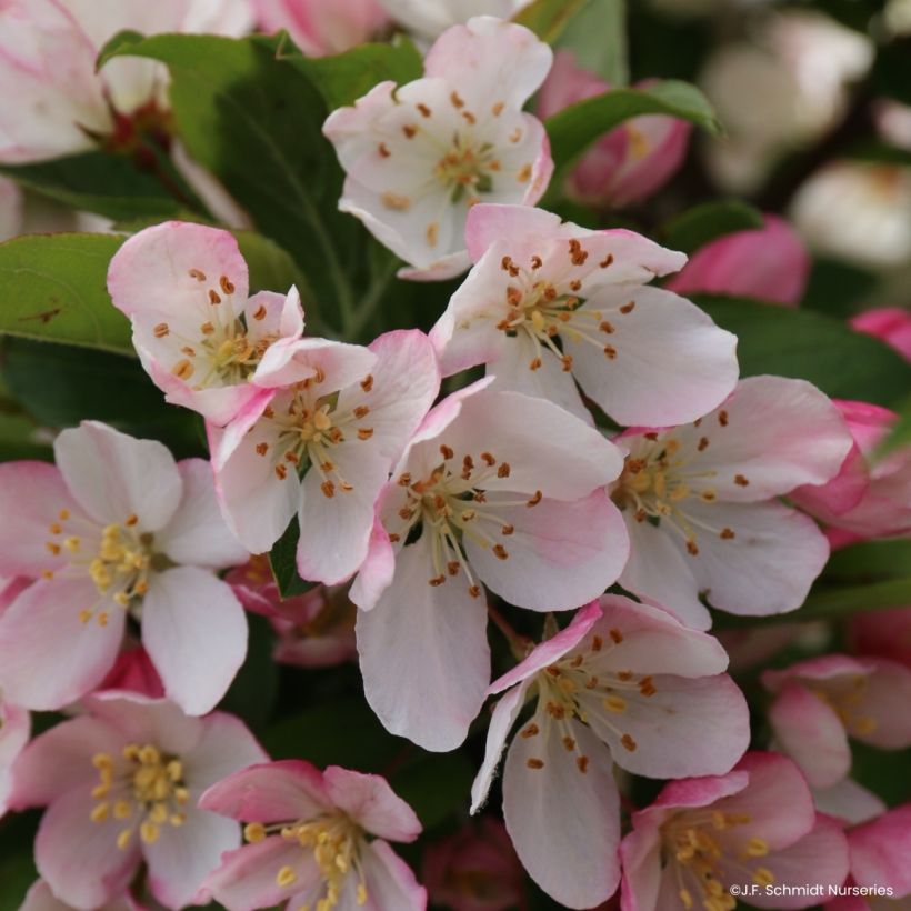 Malus Sparkling Sprite - Crab Apple (Flowering)