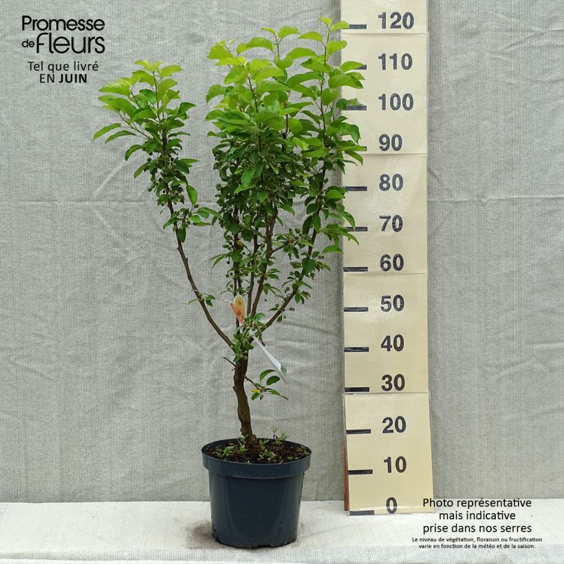 Malus zumi Golden Hornet - Crab Apple 6L/7L pot sample as delivered in spring