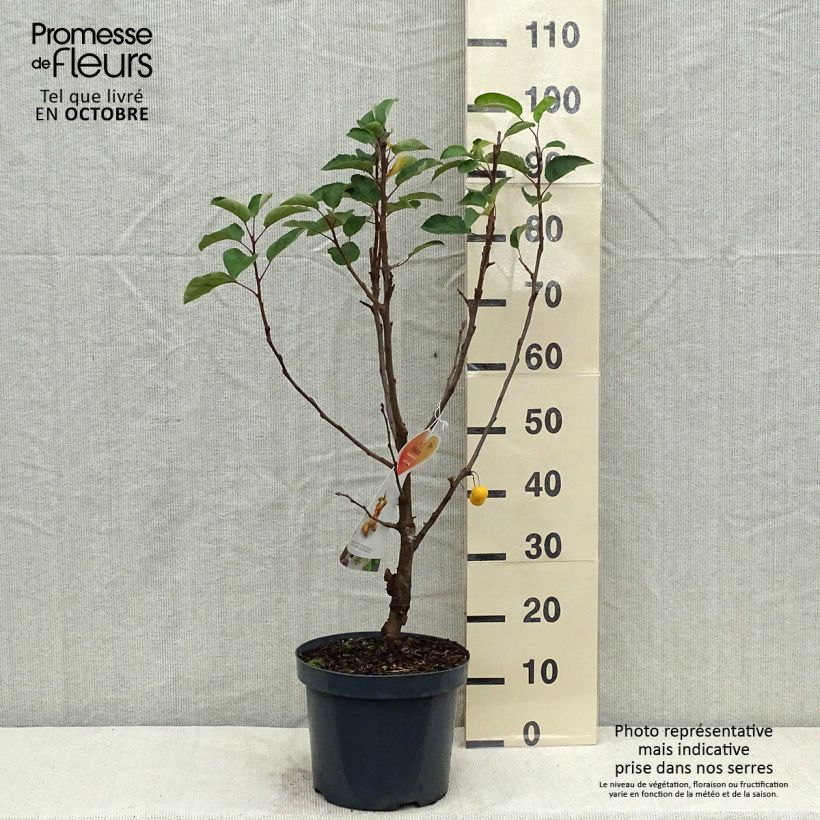Malus zumi Golden Hornet - Crab Apple 6L/7L pot sample as delivered in autumn