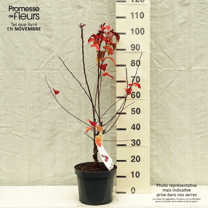 Malus hybrida Liset - Crab Apple 7.5L/10L pot sample as delivered in autumn