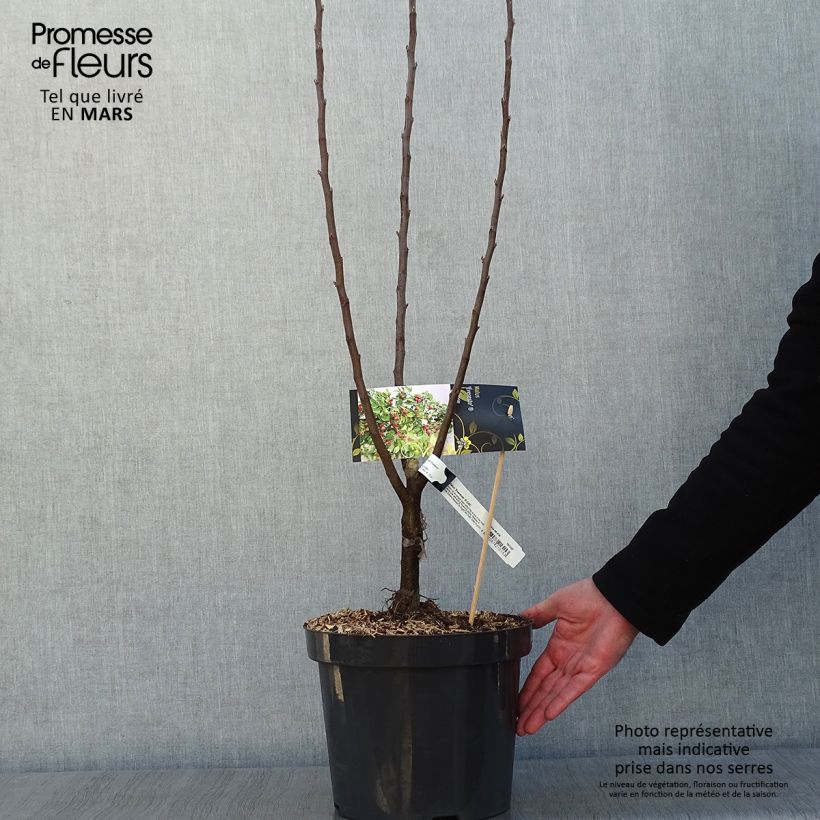 Malus Evereste - Crab Apple 7.5L/10L pot sample as delivered in winter