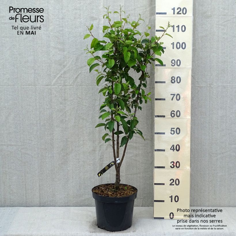 Malus Evereste - Crab Apple 7.5L/10L pot, Quarter standard (rose) sample as delivered in spring