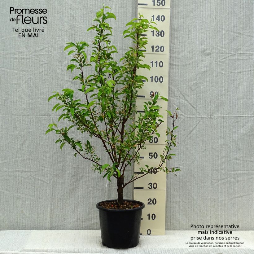 Malus Red Jewel - Crab Apple 7.5L/10L pot, Spindle sample as delivered in spring