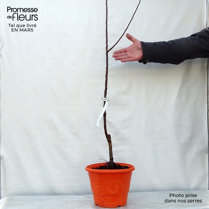 Dwarf Apple Tree Garden Sun Red - Malus domestica 6L/7L pot, Quarter standard sample as delivered in spring