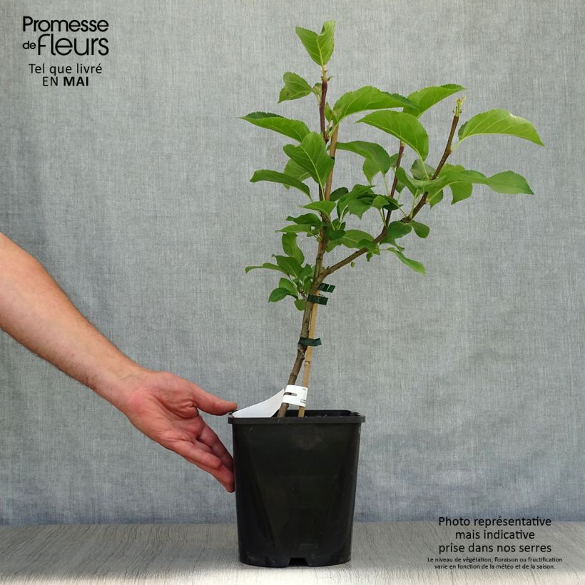 Dwarf self-fertile apple tree Fruit Me Apple Me Yellow Golden 4L/5L pot, Dwarf sample as delivered in spring