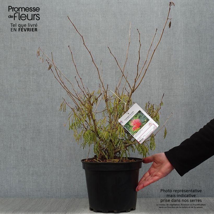 Calliandra surinamensis 7.5L/10L pot sample as delivered in winter