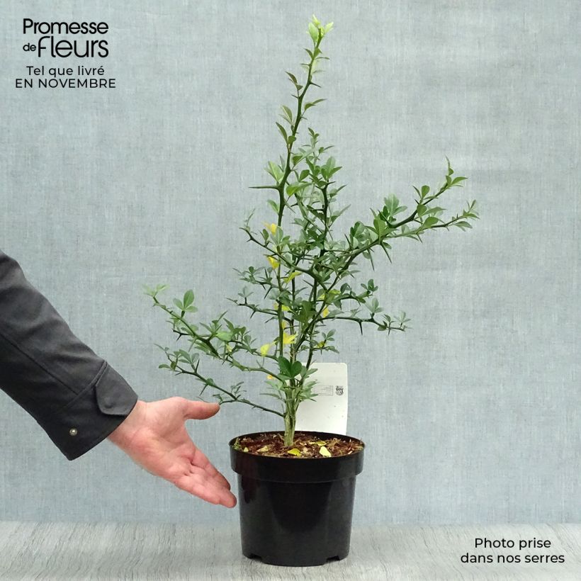 Poncirus trifoliata 3L/4L pot sample as delivered in autumn