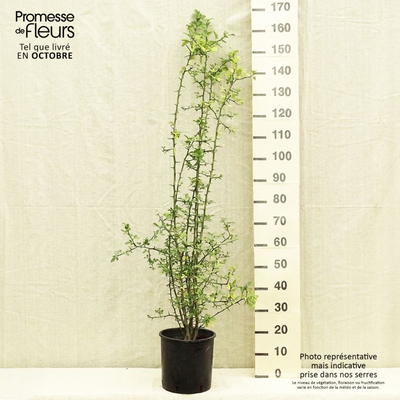 Poncirus trifoliata 7.5L/10L pot sample as delivered in autumn