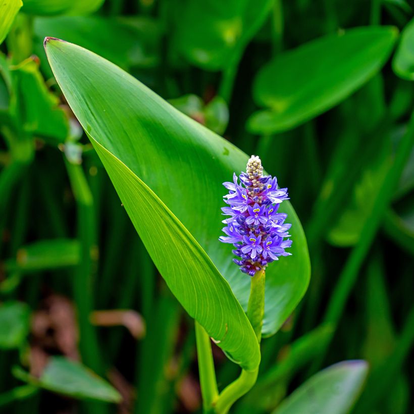 Pontederia cordata (Flowering)