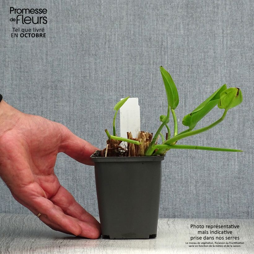 Pontederia cordata White Pike 8/9 cm pot sample as delivered in autumn