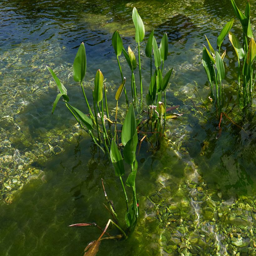 Pontederia lanceolata (Plant habit)