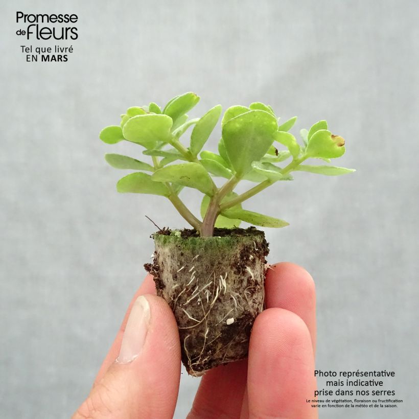 Portulaca oleracea Campino Twist Pink - Purslane Plug plant 3/4cm sample as delivered in spring