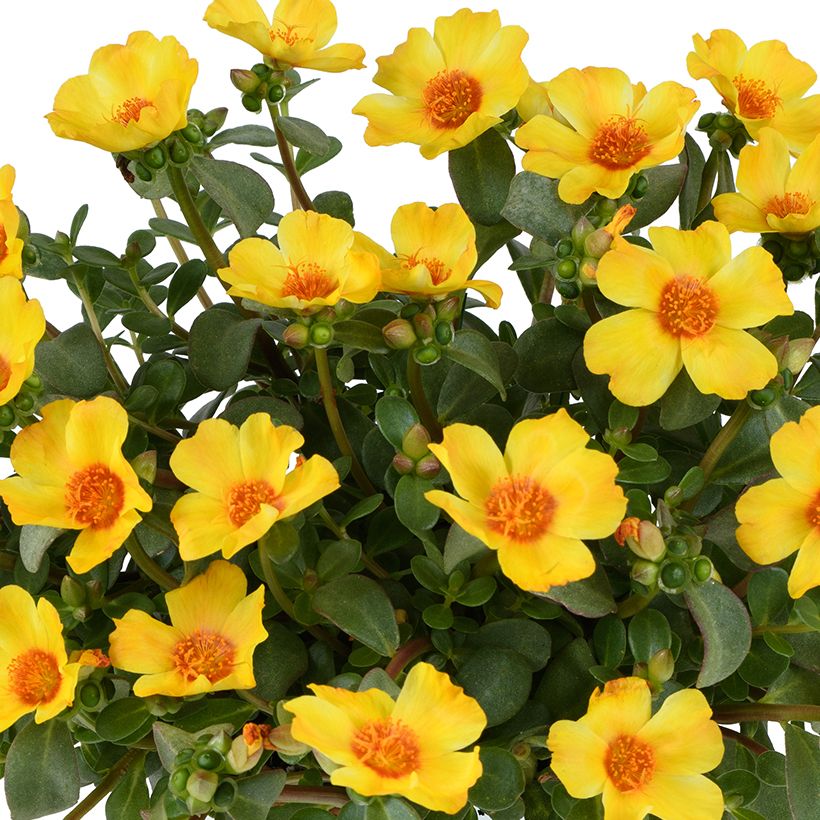 Portulaca oleracea Pazzaz Nano Yellow Twist (Flowering)