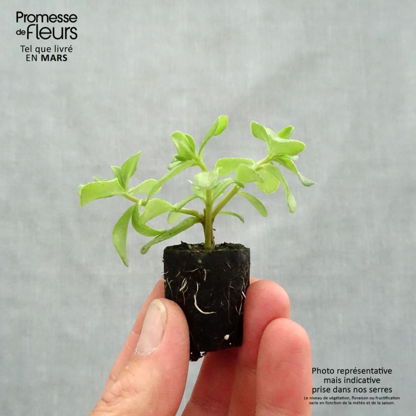 Portulaca oleracea Pazzaz Nano Hot Pink Plug plant 3/4cm sample as delivered in spring