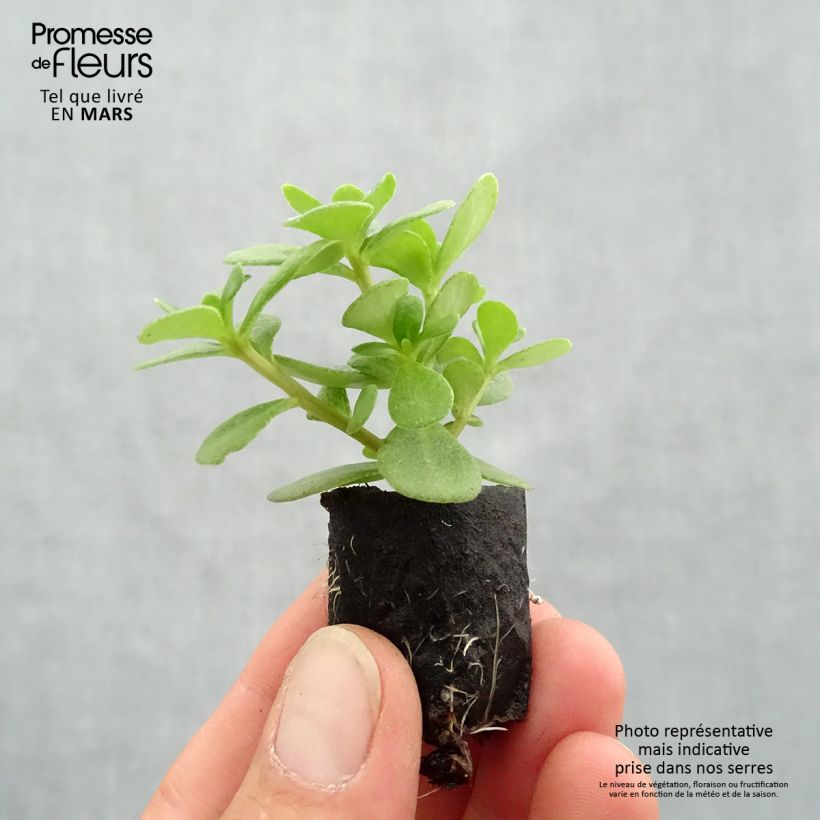 Portulaca oleracea Pazzaz Nano Orange Plug plant 3/4cm sample as delivered in spring