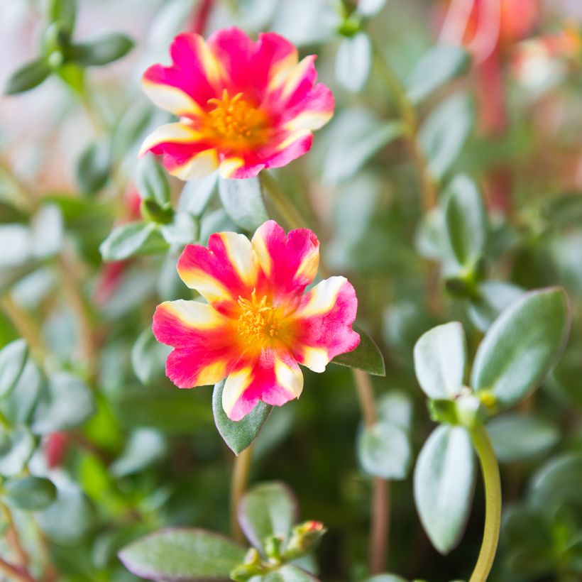 Portulaca oleracea Campino Twist Pink - Purslane (Flowering)