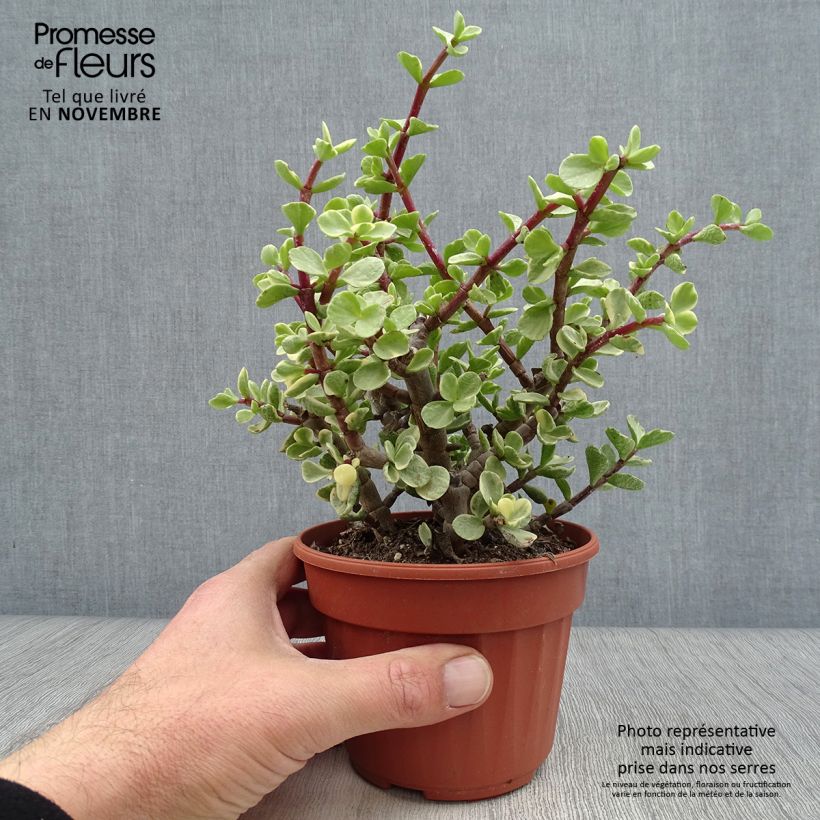 Portulacaria afra Variegata 12cm pot sample as delivered in autumn