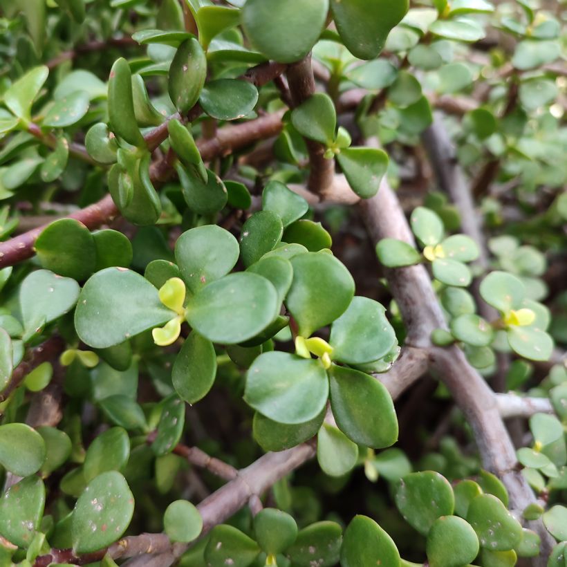 Portulacaria afra - Elephant Bush (Foliage)