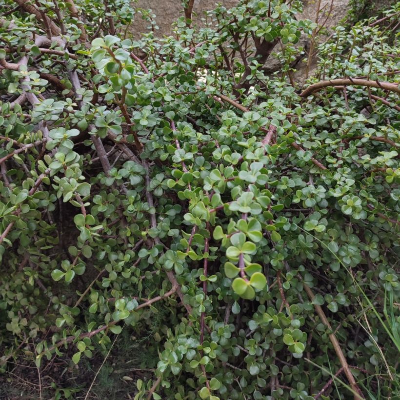 Portulacaria afra - Elephant Bush (Plant habit)