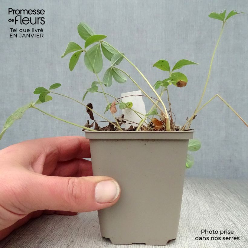 Potentilla alba 8/9 cm pot sample as delivered in winter