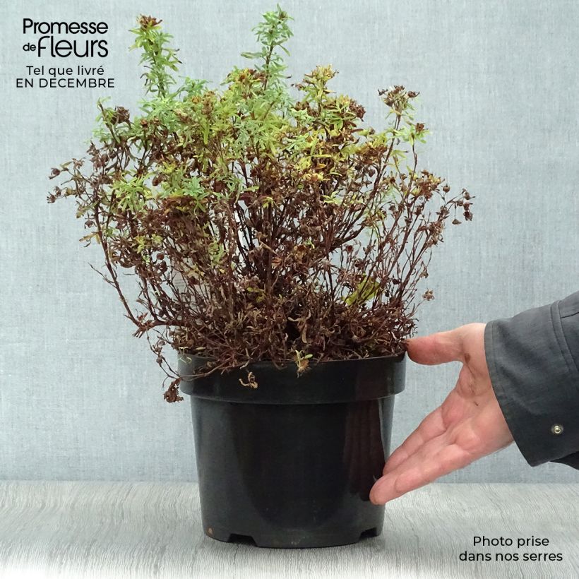 Potentilla fruticosa Bellissima - Shrubby Cinquefoil 2L/3L pot sample as delivered in winter