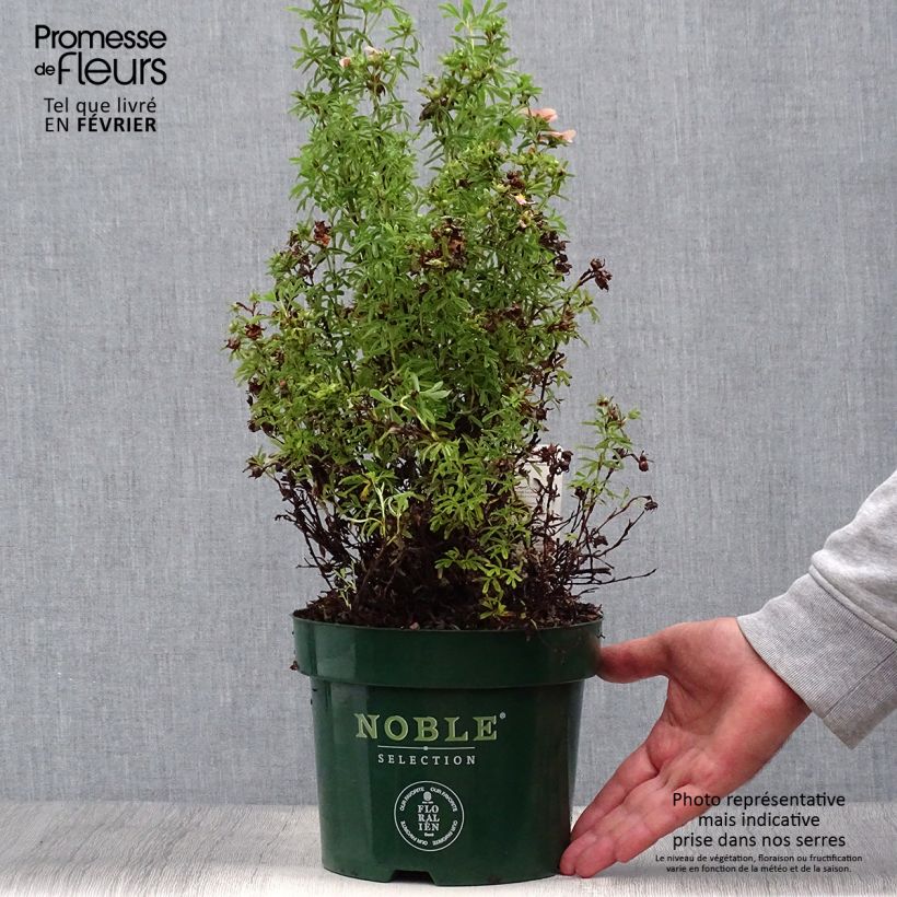Potentilla fruticosa Bellissima - Shrubby Cinquefoil 2L/3L pot sample as delivered in autumn