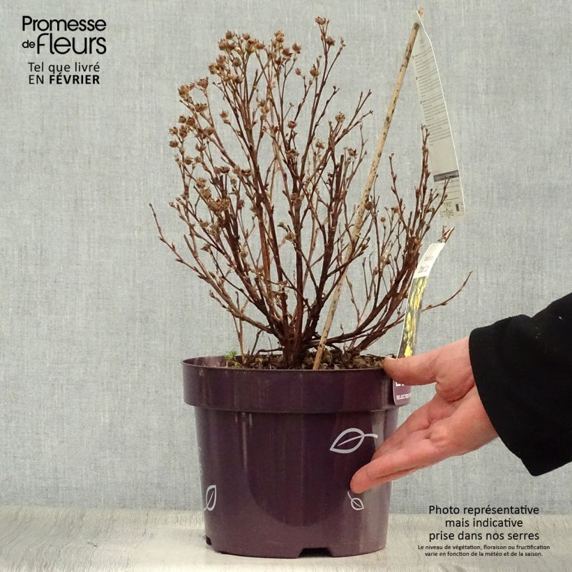 Potentilla fruticosa Citrus Tart - Shrubby Cinquefoil 2L/3L pot sample as delivered in winter