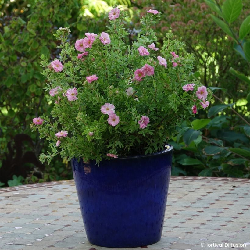 Potentilla fruticosa Double Punch Pink - Shrubby cinquefoil (Plant habit)