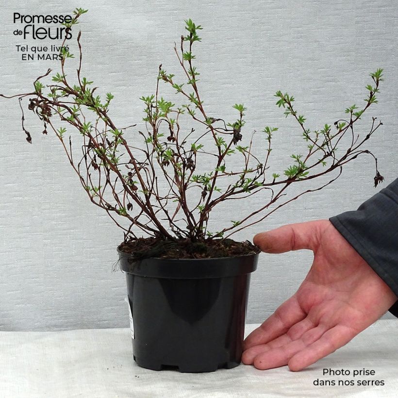 Potentilla fruticosa Goldfinger - Shrubby Cinquefoil 1L/1.5L pot sample as delivered in spring