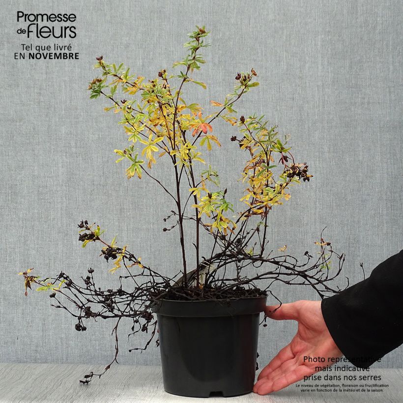 Potentilla fruticosa Goldteppich - Shrubby Cinquefoil 1.5L/2L pot sample as delivered in autumn