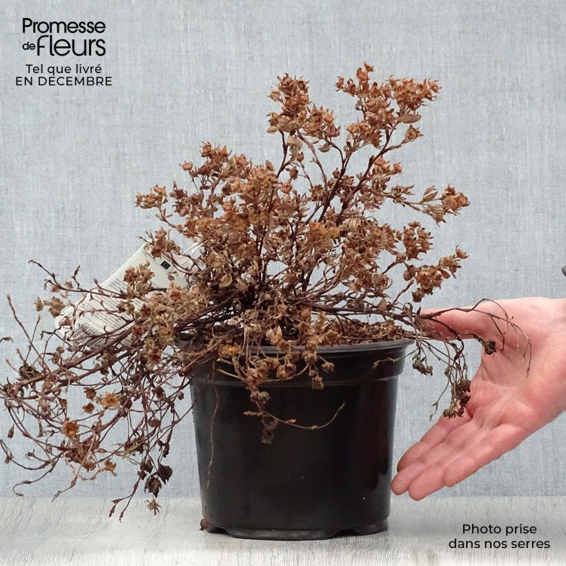 Potentilla fruticosa Goldteppich - Shrubby Cinquefoil 1.5L/2L pot sample as delivered in winter