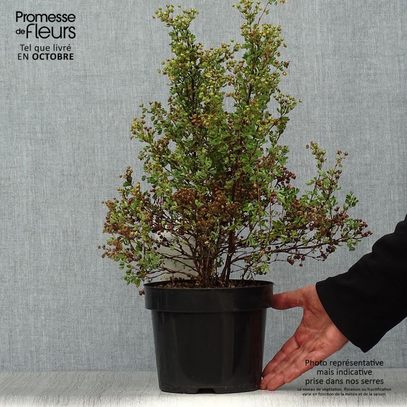 Potentilla fruticosa Lemon Meringue - Shrubby Cinquefoil 2L/3L pot sample as delivered in autumn